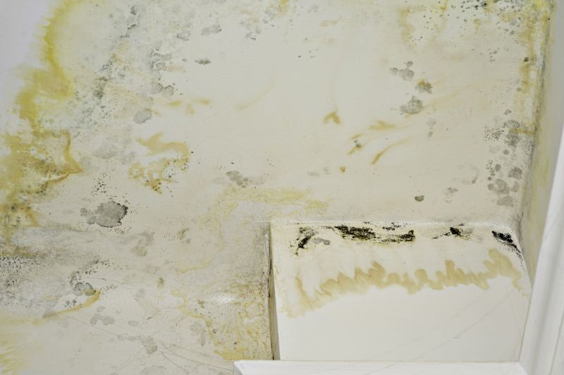 Attic Mold Removal in Fort Lauderdale, FL