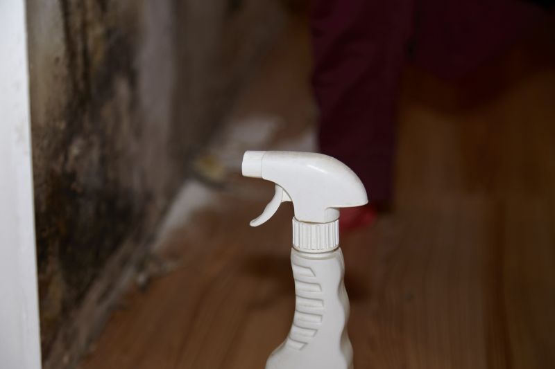 Attic Mold Removal in Boca Raton, FL