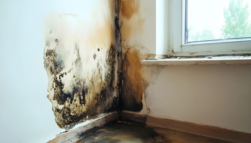 Basement Mold Remediation in Jupiter, FL