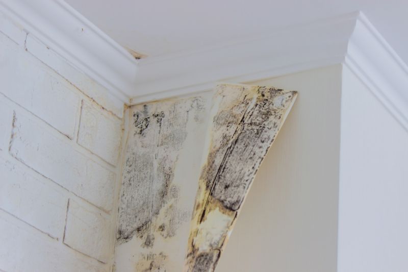 Black Mold Remediation in Fort Worth, TX