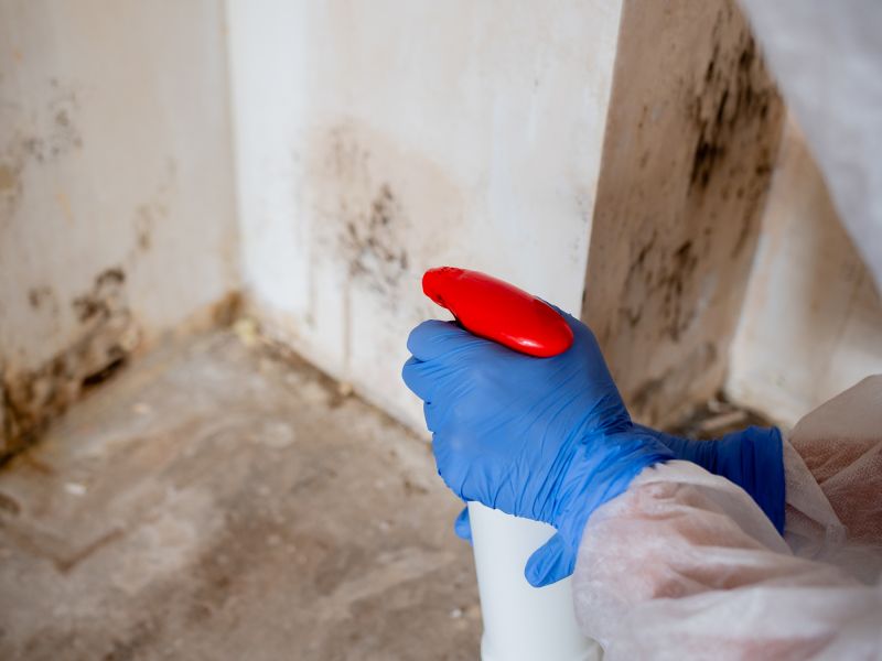 Black Mold Remediation in Broward County, FL