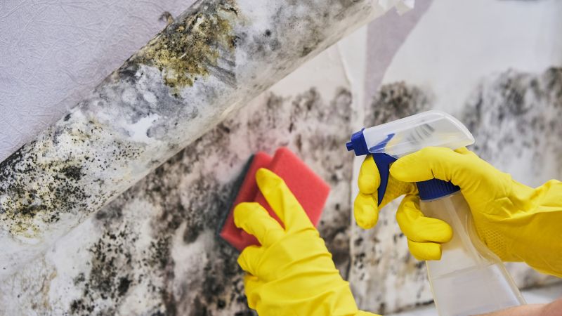 Mold Abatement in Jupiter, FL