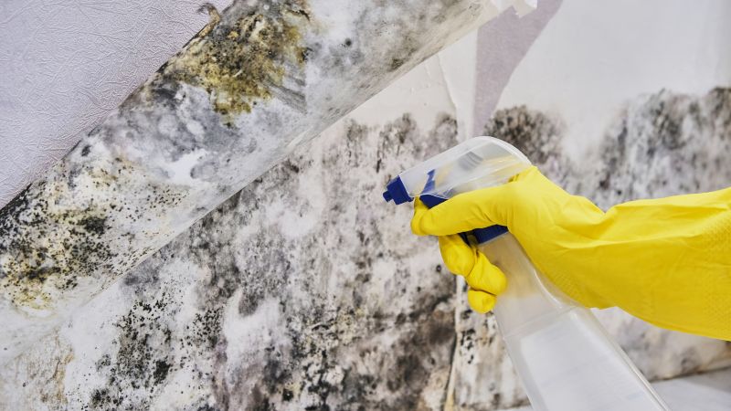 Mold Abatement in Boynton Beach, FL
