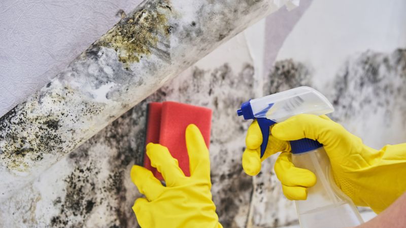 Mold Abatement Service in Broward County, FL
