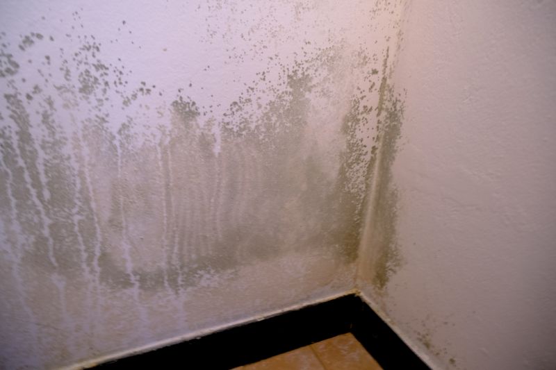 Mold Abatement Service in Boca Raton, FL
