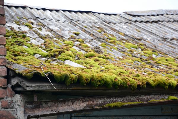 Asbestos Mitigation